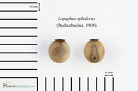 Lopaphus sphalerus