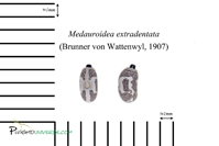 Medauroidea extradentata
