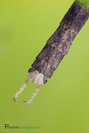 Oxyartes spinipennis