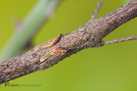 Oxyartes spinipennis