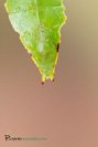 Phyllium philippinicum
