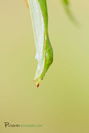 Phyllium philippinicum