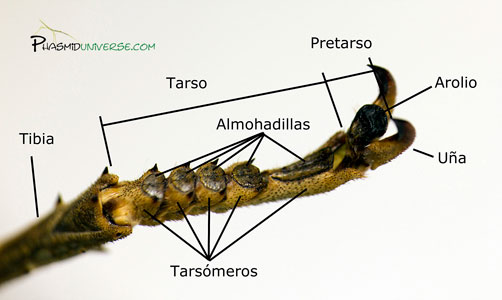 Heteropteryx dilatata